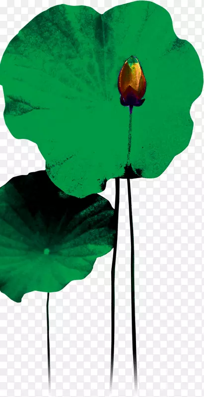 ˮ�ʻ��ֻ������Ҷ-������