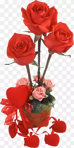 ��ɫõ��-������