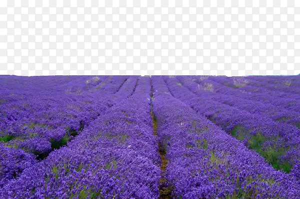 ������˹ׯ԰-������