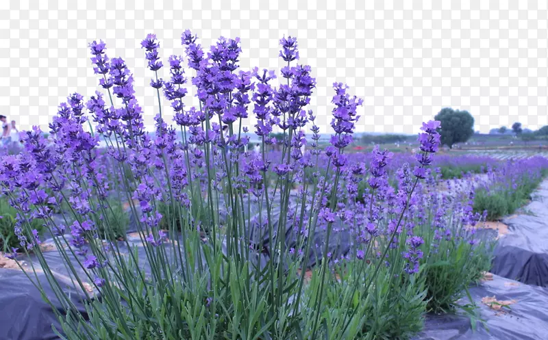 Ѭ�²�ׯ԰д��-������