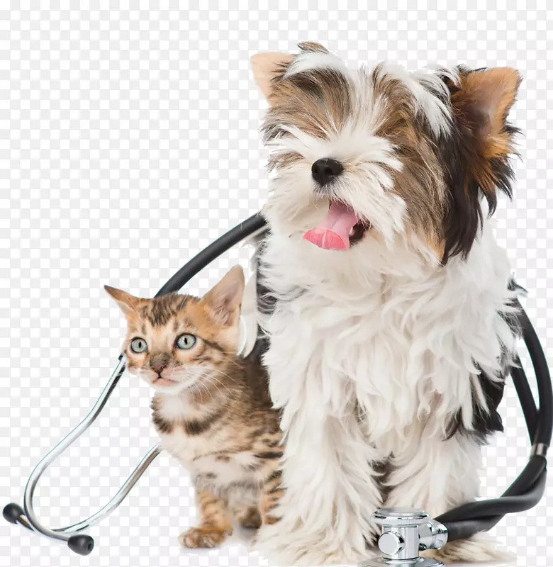 �ɰ�����Сè���С��-������