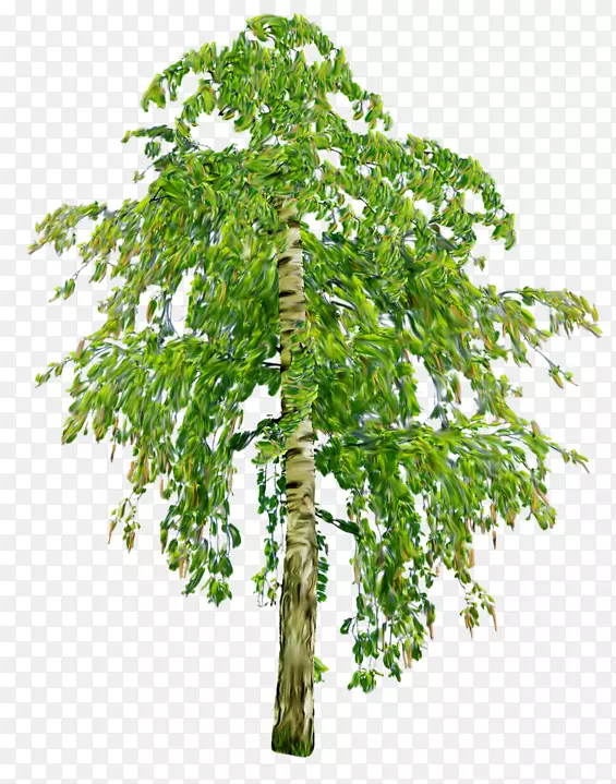 ï����������ֲ��������ز�-������