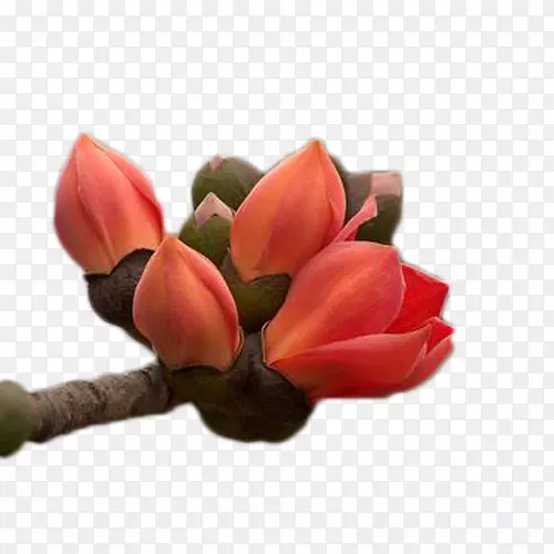 ��ɫ����ľ�޻�-������