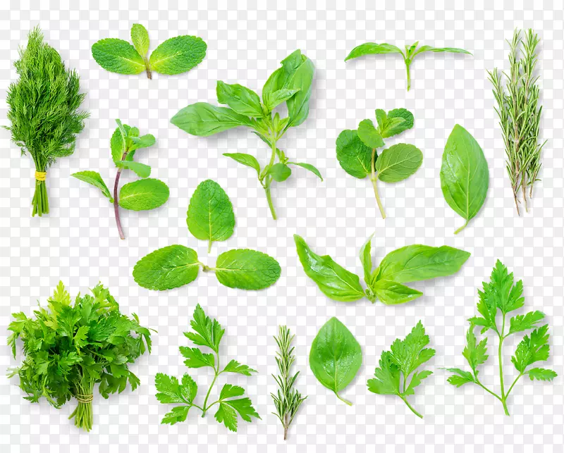 ������Ӱ��ɫ���ʵı���Ҷ-������