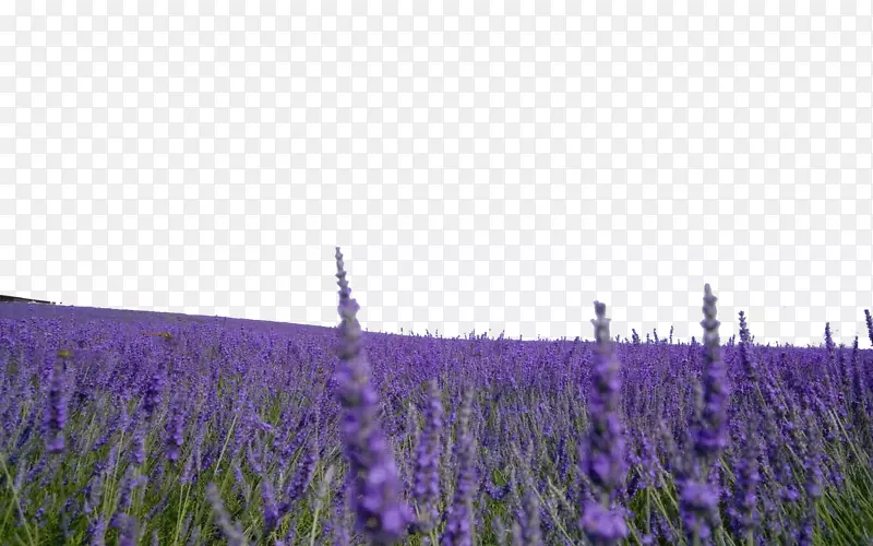 Ѭ�²���Ӱ-������