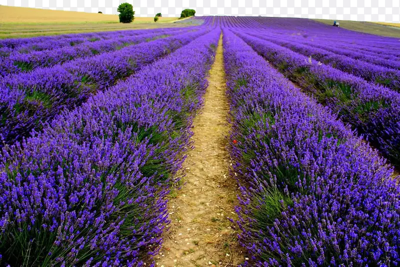 ����Ѭ�²ݻ�ɴ����-������