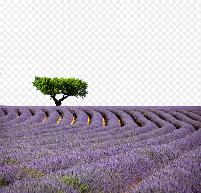 ������˹-������