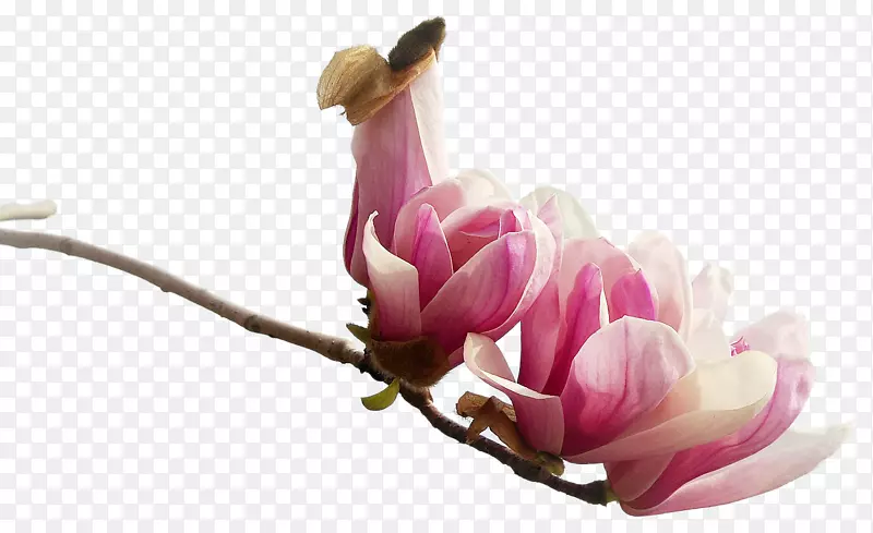 ʵ��������-������