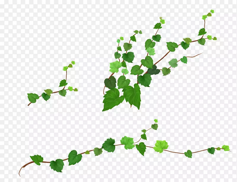 ��Ҷ����-������