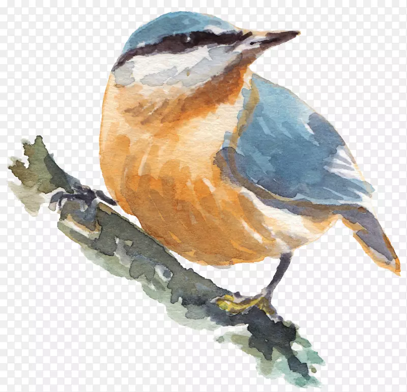 ��ͨ�ɰ�С����װ�ζ���ͷ��-������