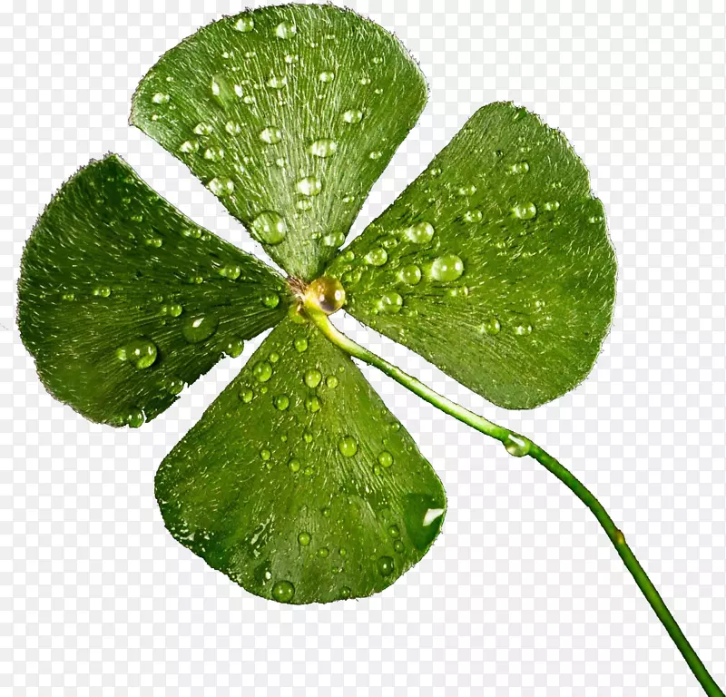 ������ɫ��Ҷ��С��-������