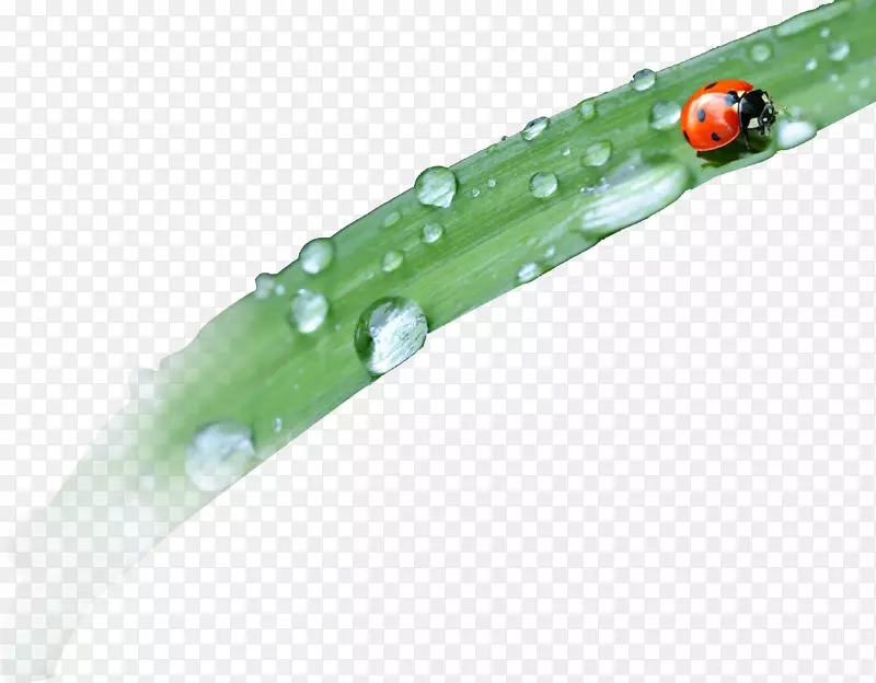 ������ɫС��һ����ư��-������