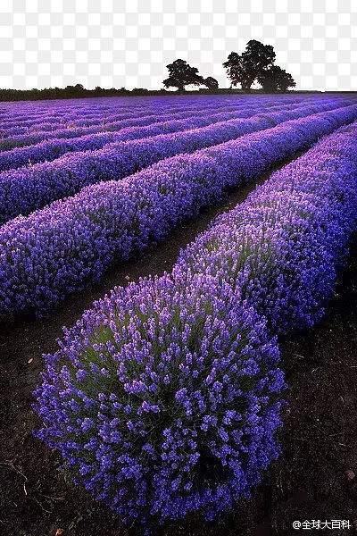 ��ɴ����Ѭ�²�-������