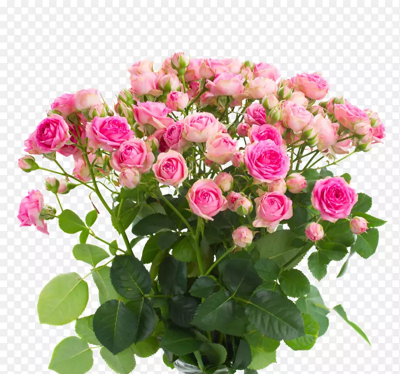 �ۺ�ɫõ�廨��ӰͼƬ-������