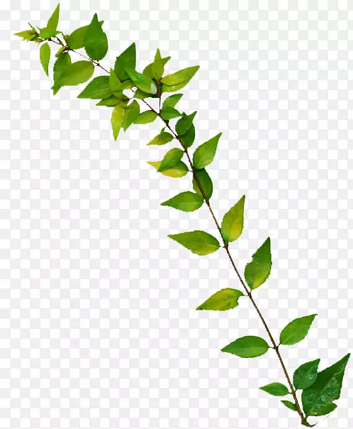 ��֦Ԫ��-������