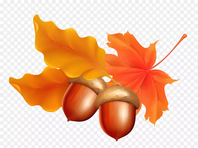 ʸ����ӷ�Ҷ�ز�-������