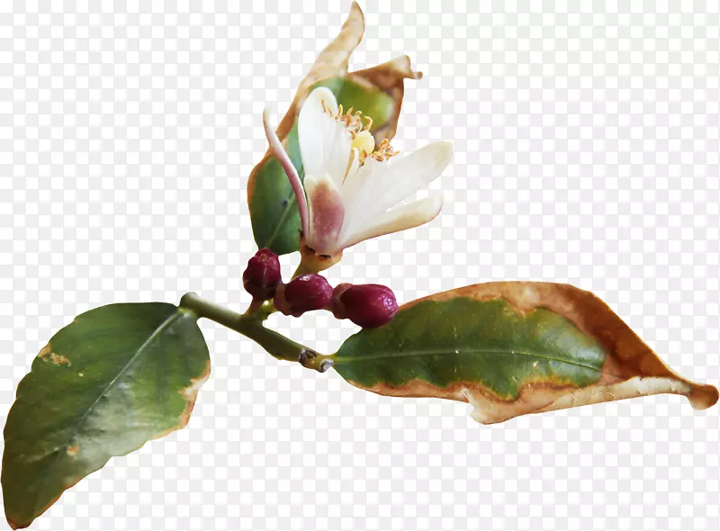 ��ή����Ҷ-������