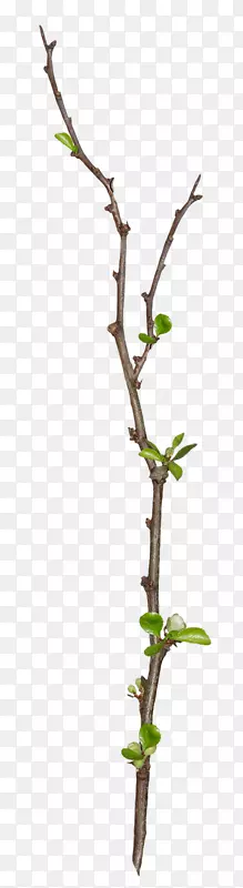 ������֦װ��-������