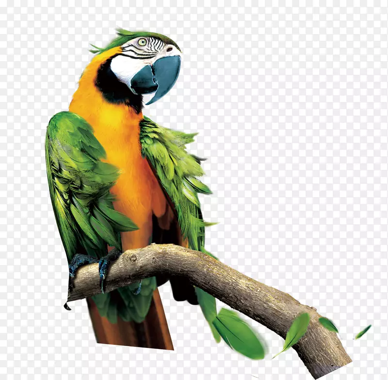 ���ĺ���֦-������