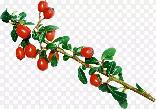 �ֻ���֦-������