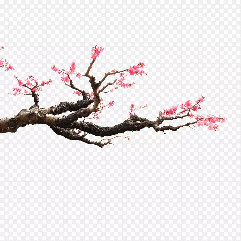 ��֦÷��-������