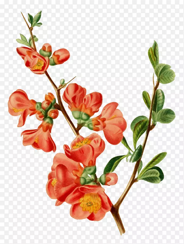 ��֦�ϵ�С�컨Ч��ͼ-������