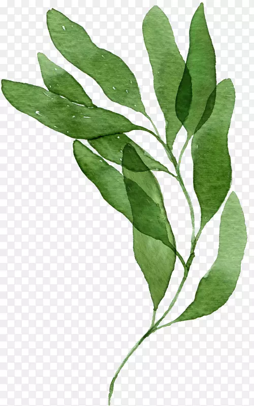 ˮ����Ҷ�ز�-������