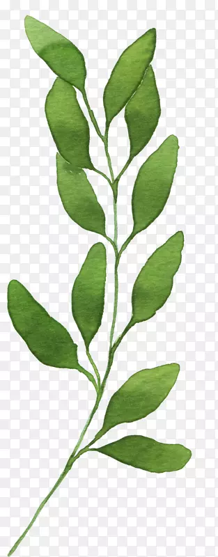 ��Ҷ��֦�ֻ�-������