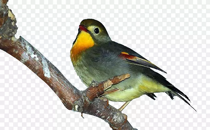 �ᳪ��İ�����-������