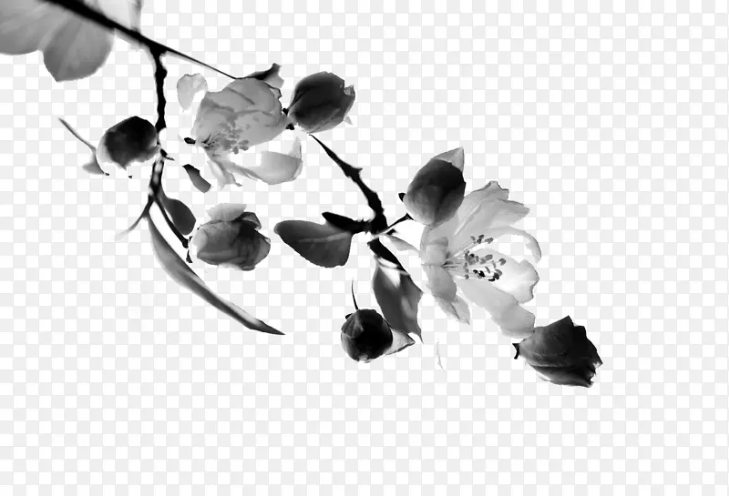 ˮī����֦��ҶЧ���ز�-������