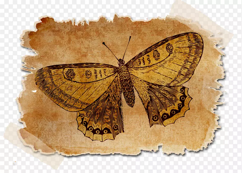 ��ֽ��ǩ-������