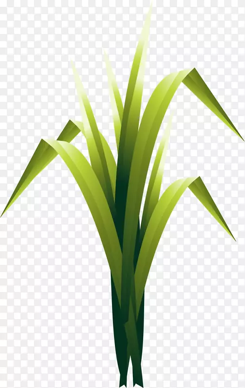 ��ͨ��ɫС��-������