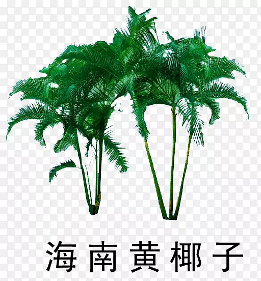 ������ľ�ز�-������