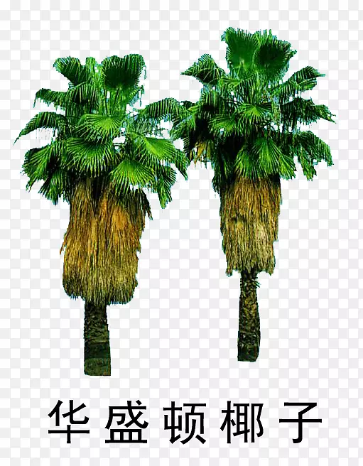 ������ľ�ز�-������