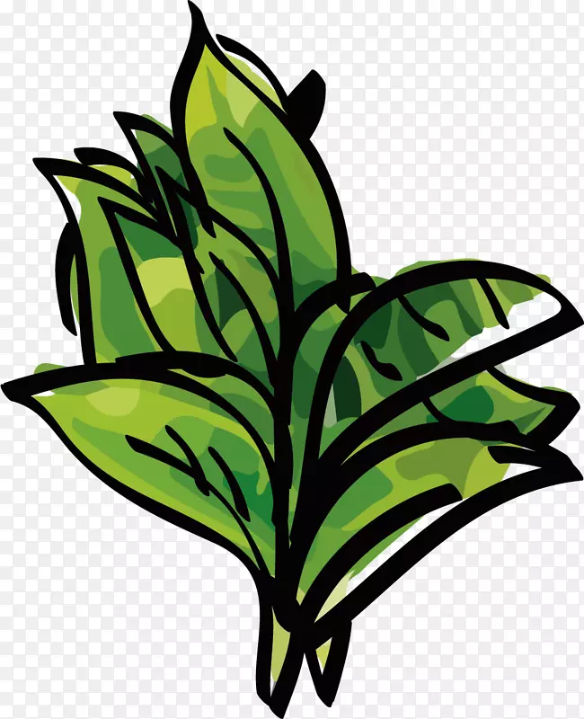 һ����ɫ��ˮ�ʲ�Ҷ-������