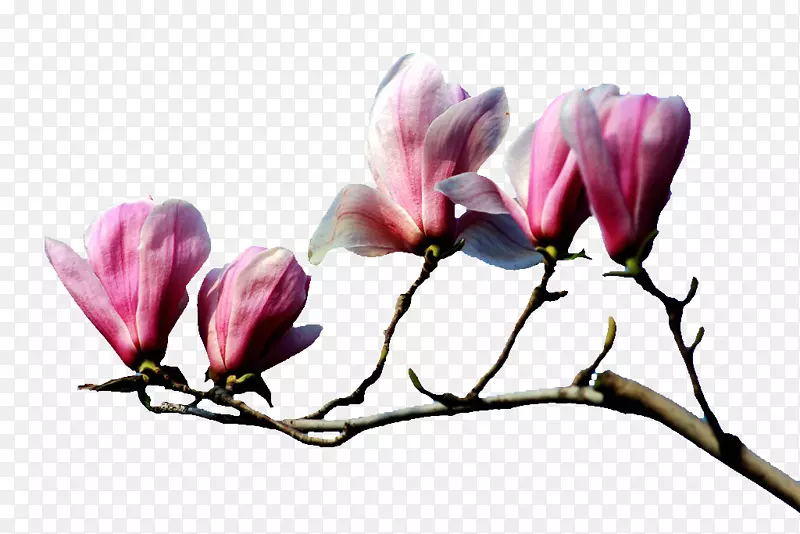 ��ɫ����-������