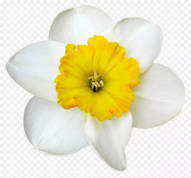 ��ɫĵ����-������