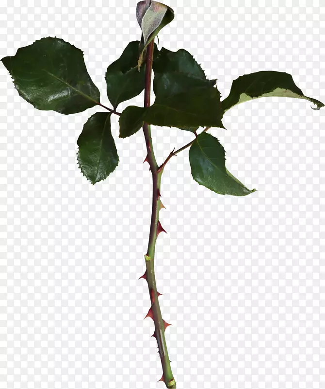 ʵ���¼���Ҷ֦��-������