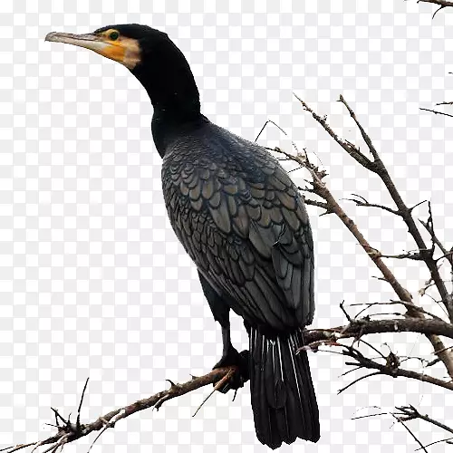 ��֦�ϵĺ�ɫ���-������