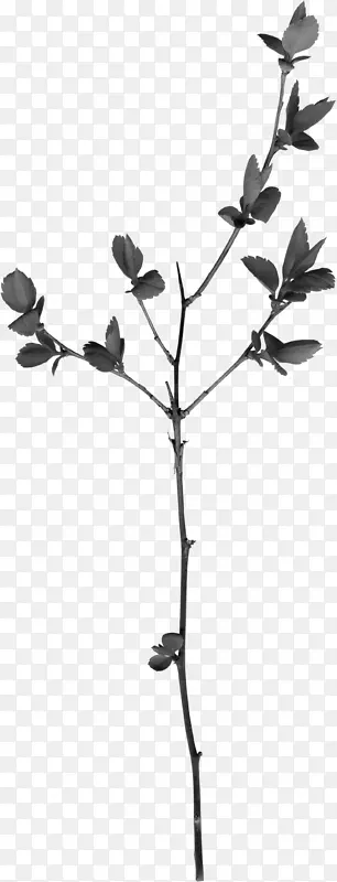 ��ɫ��֦-������