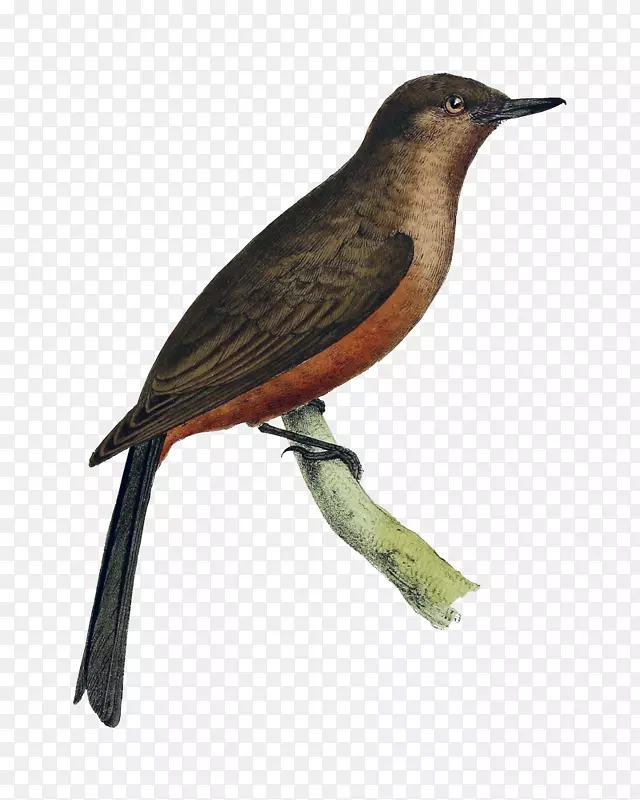 ��ͨ�ֻ�С������֦-������