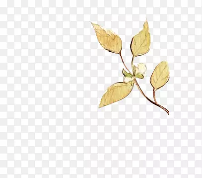 ��֦��Ҷ�й����ز�Ư���ŷ��ز�-������