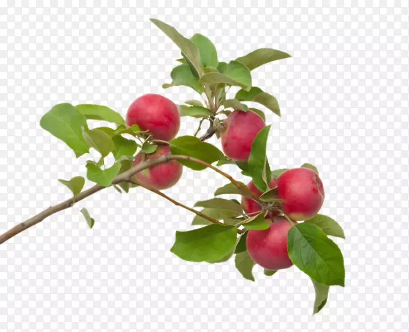 ��֦�ϵĺ�ɫ���ȹ�ʵ��-������