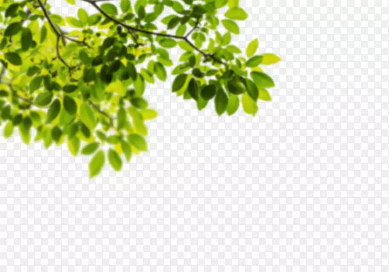 ��ɫ��ɫ������Ҷ-������