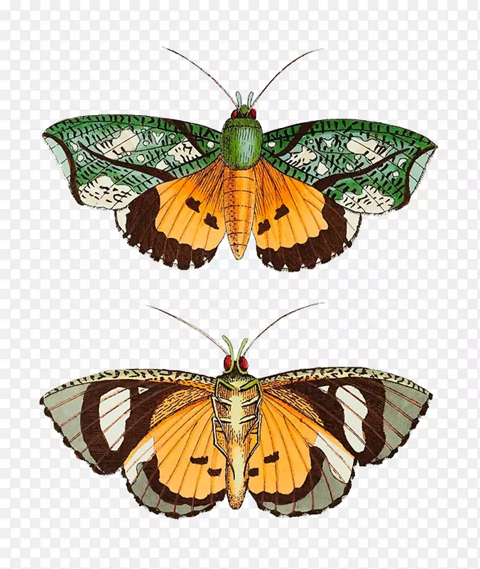 �ֻ澫����ɫ��������-������