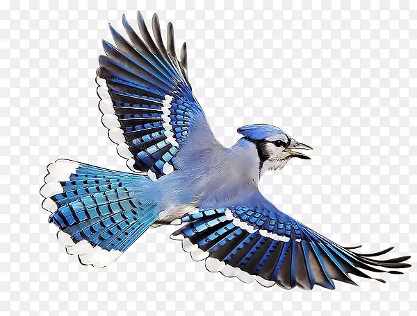 ��ɫ����С��-������