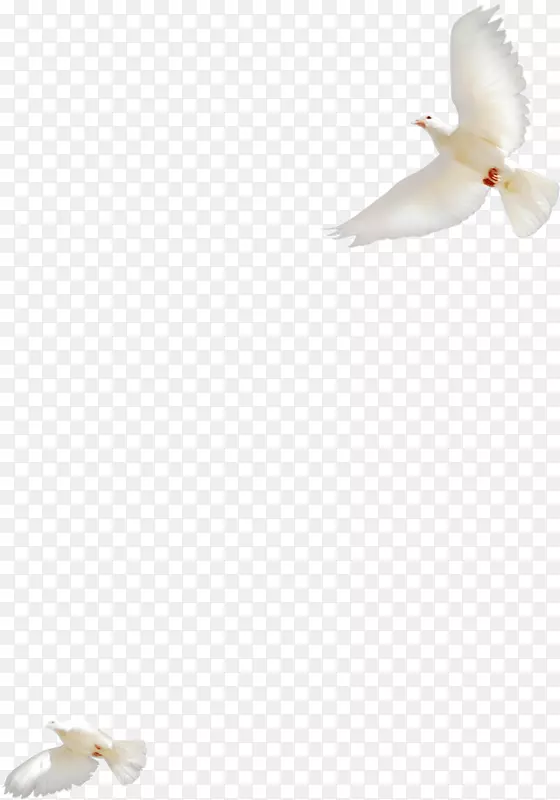 ��ɫ��ƽ��-������