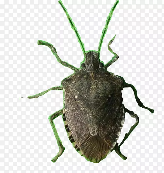 ��ƨ�������ɫ���Ӵ����ƨר��-������