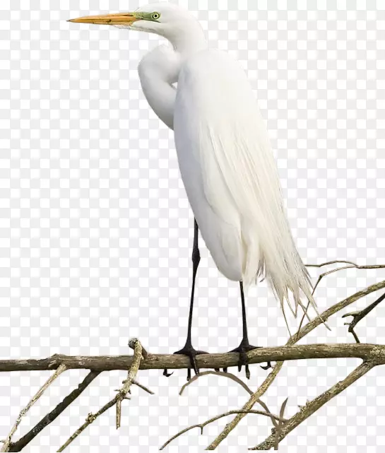 �ֻ�֦ͷ�׺�-������