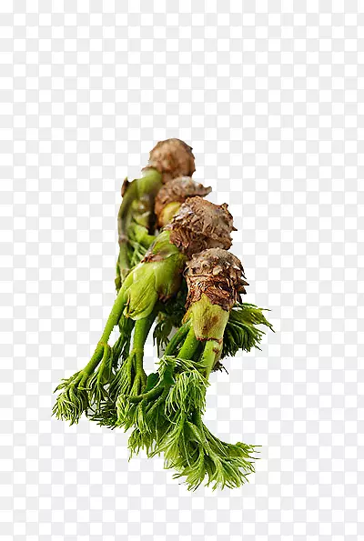 ������ɫ�߲�-������